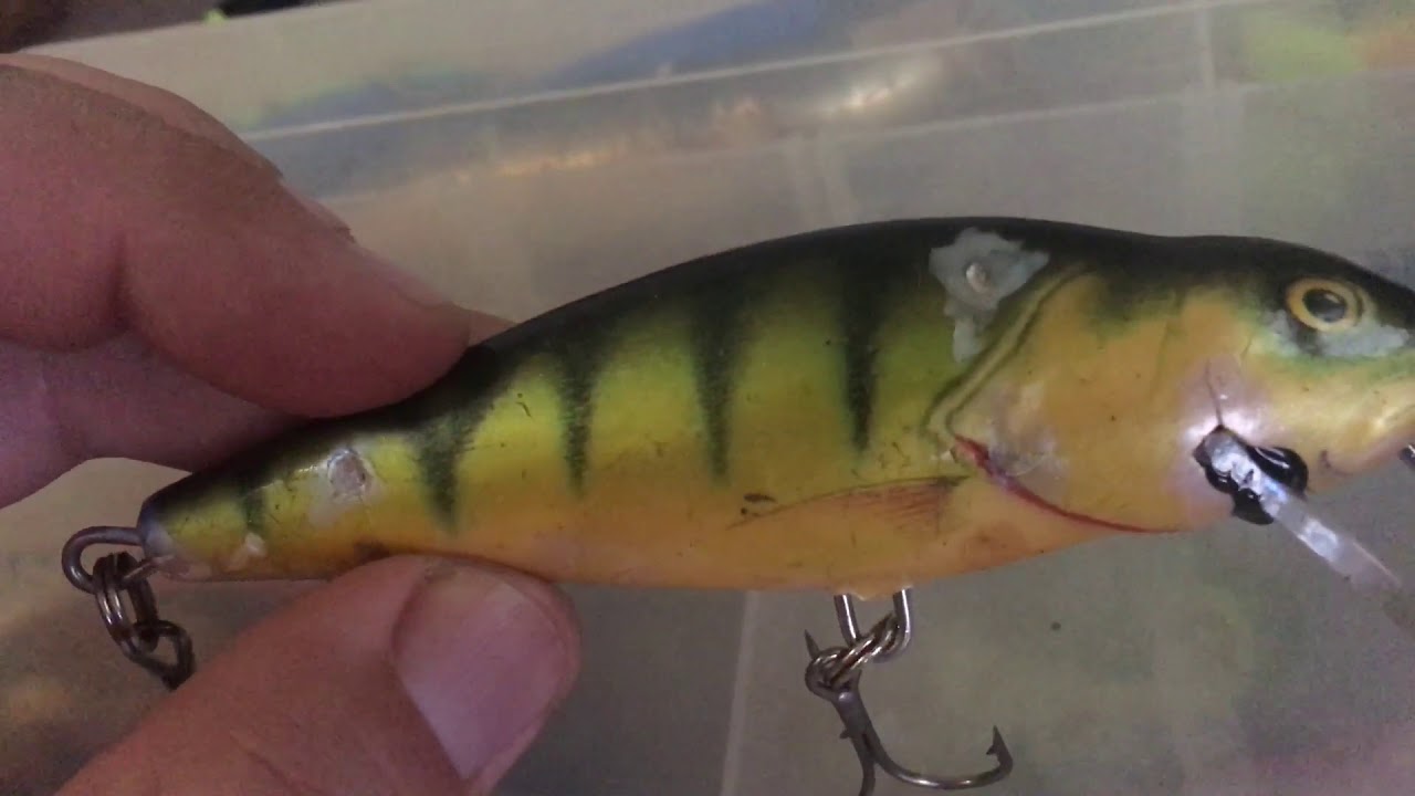 Salmo perch 12f