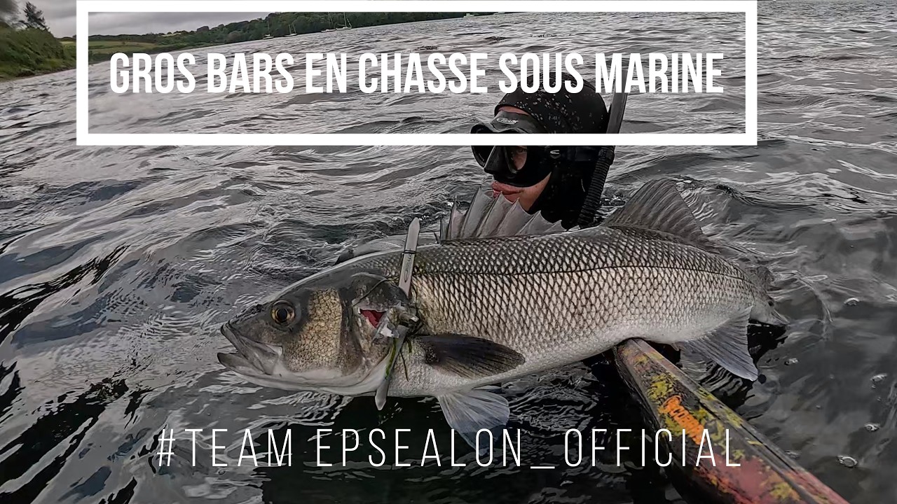 A LA TRAQUE DES GROS BARS BRETONS : Chasse sous marine 2025