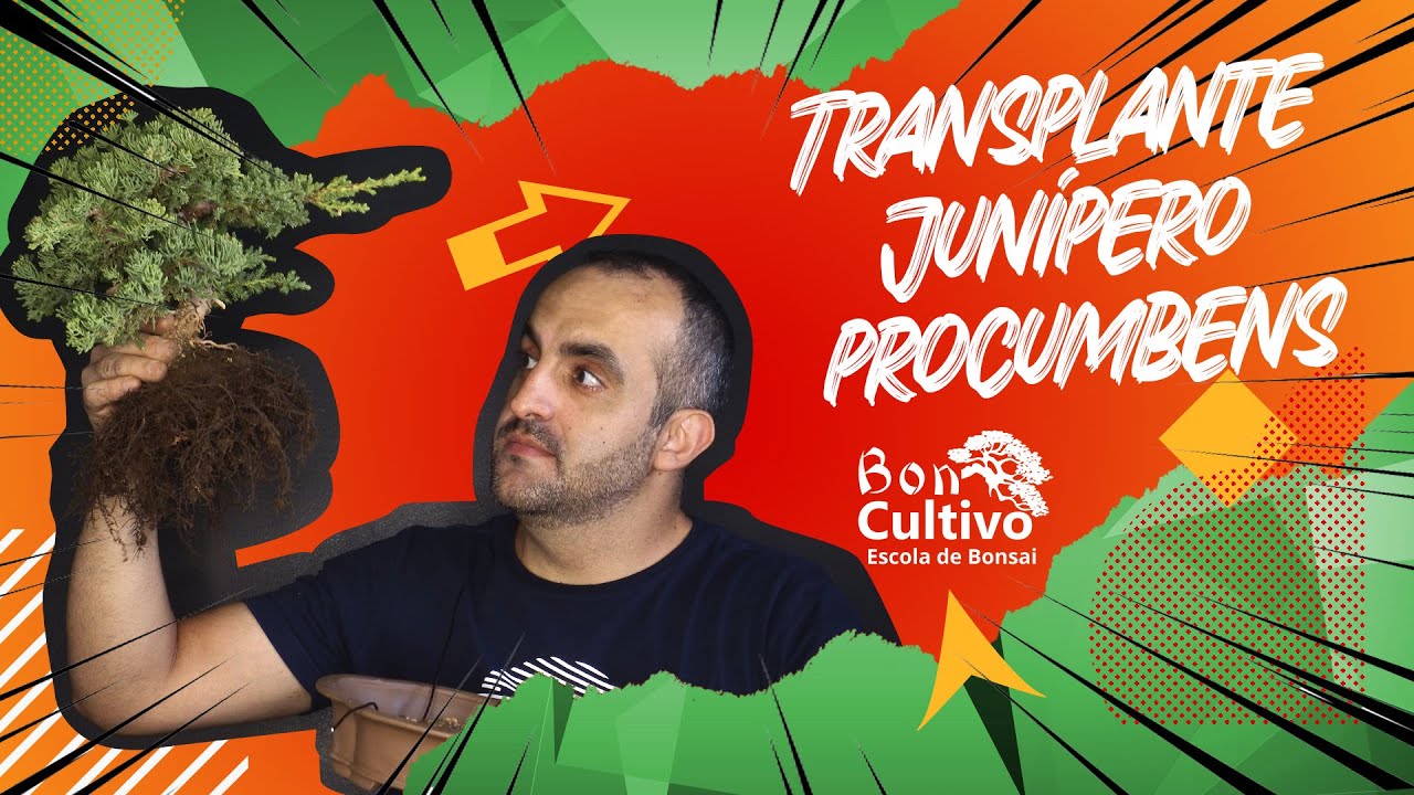 Transplante Junípero Procumbens