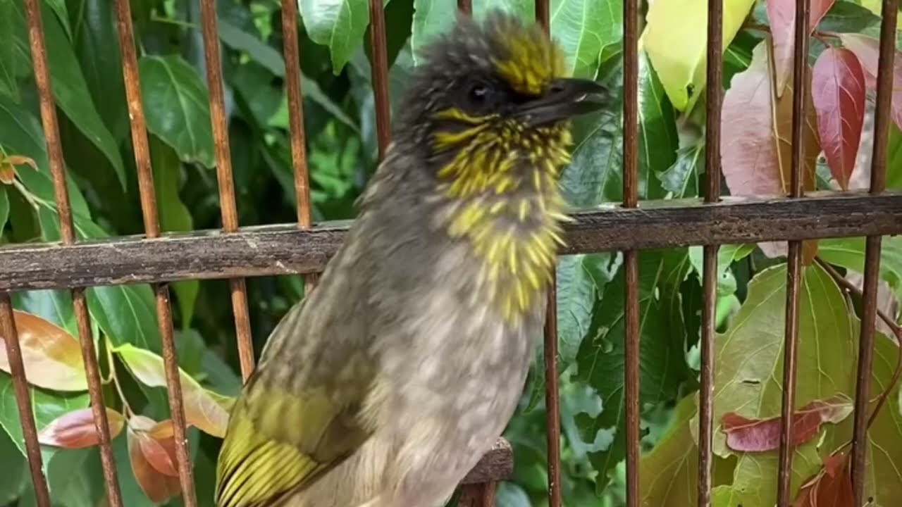 Suara Burung Merbah Lekir Padu Gacor Istimewa
