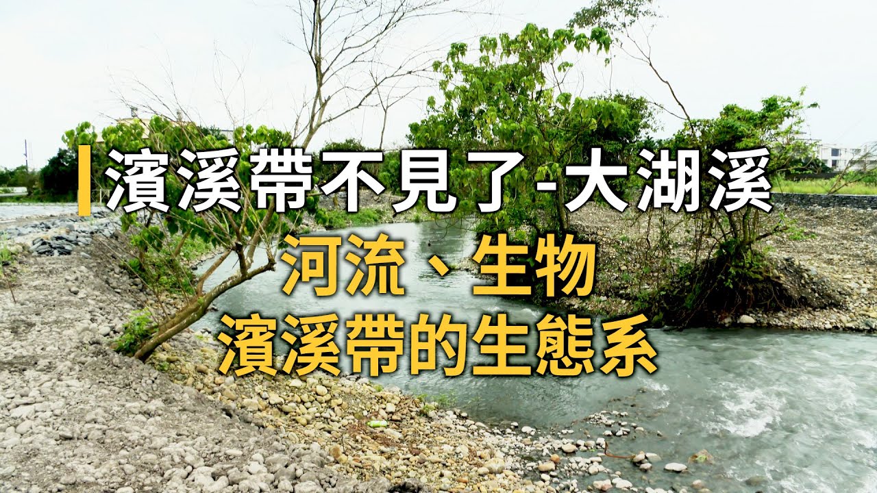 【河川整治】濱溪帶不見了-大湖溪｜河流、生物、濱溪帶的生態系 (我們的島 1149集 2022-03-28)