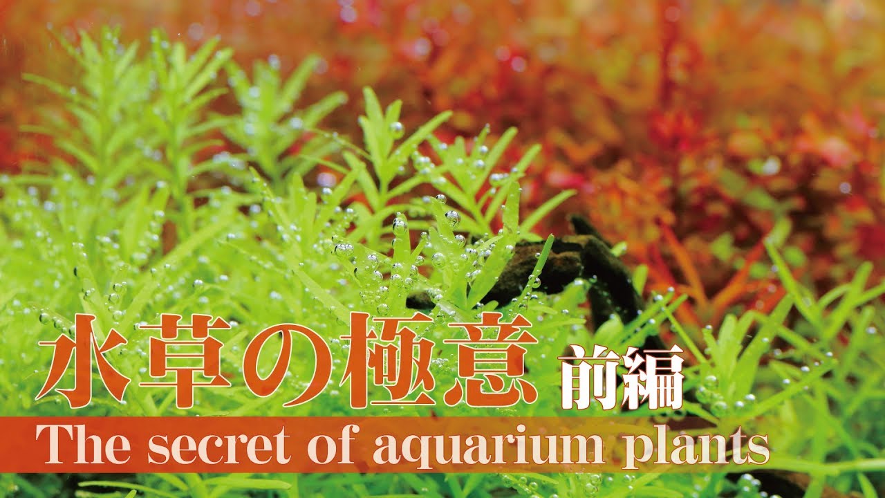 【前編】水草の育て方　育たない・元気がない原因