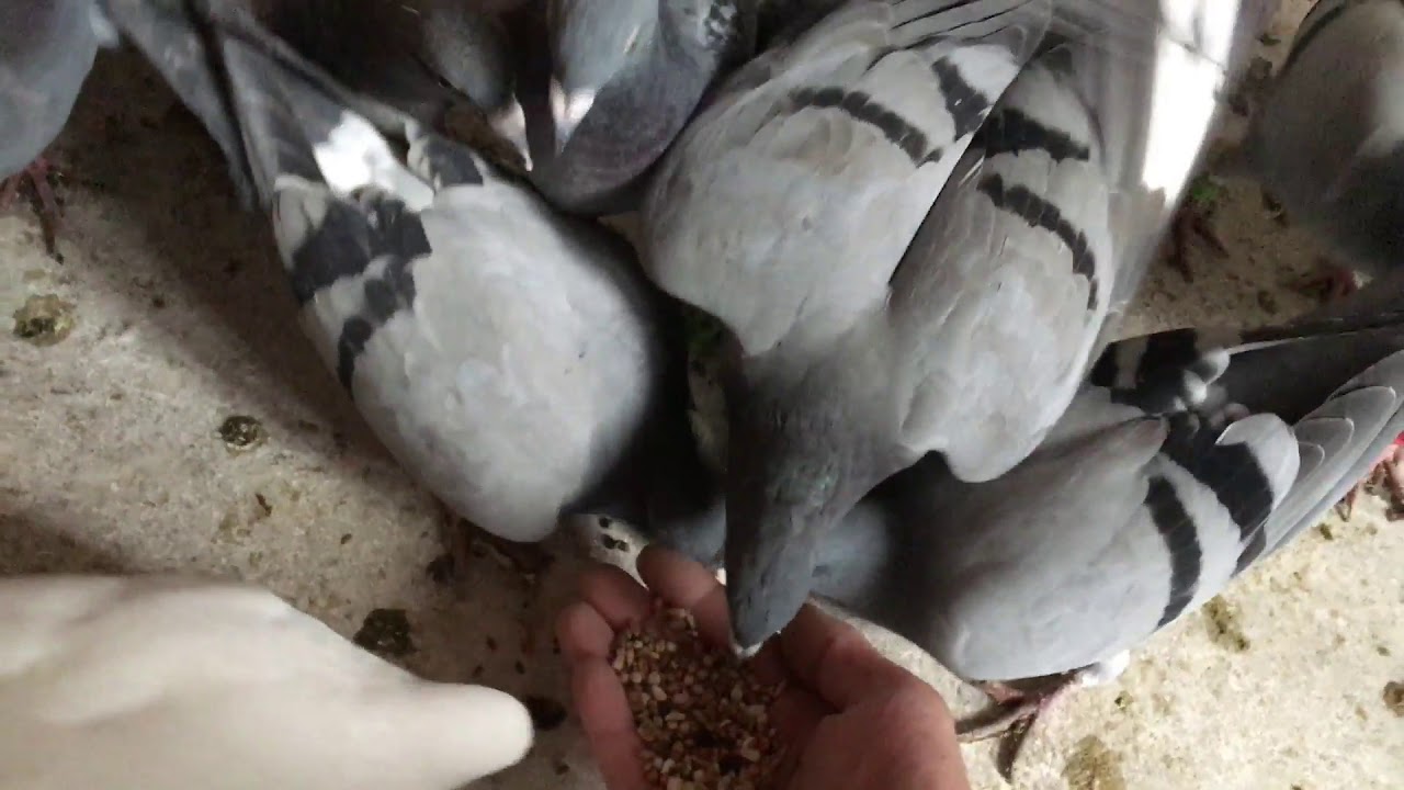 How and when to tame your pigeons