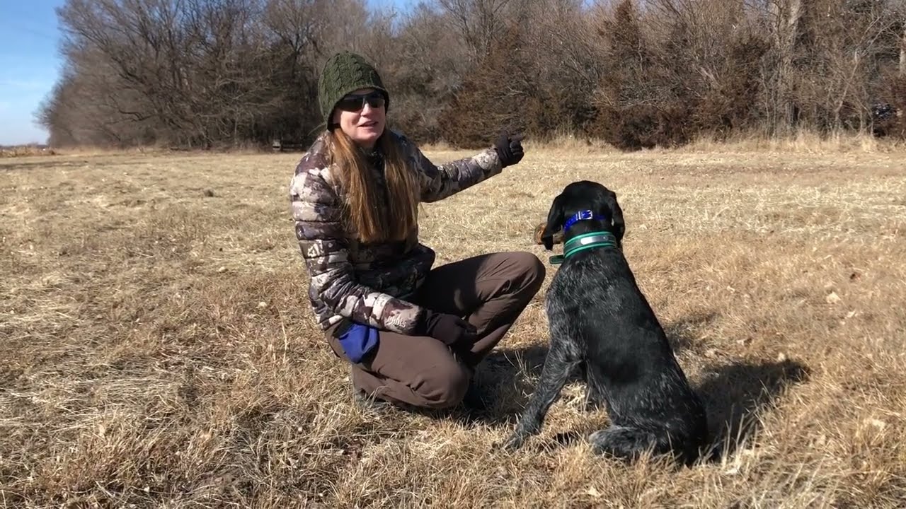 Force Fetch Tutorial for JGHV Dog Owners - Day 14: Laying/Working Drags with Deutsch Drahthaar