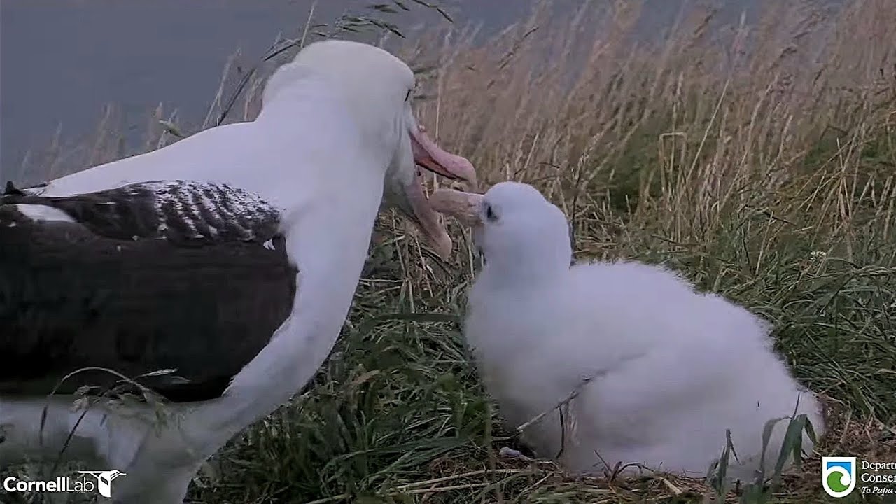 Royal Albatross - Wake up, chick ... It's dinnertime !