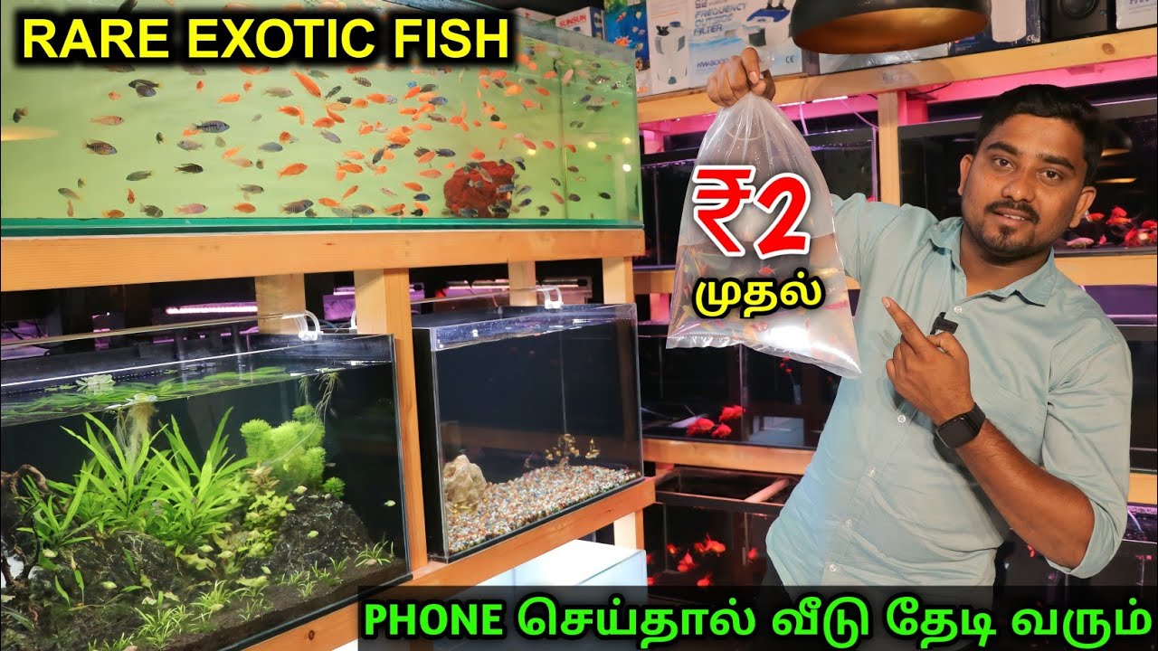 2 ரூபாய் முதல் Rare Fish Collection |  Exotic Fish | Cheapest Fish Market | Vino Vlogs