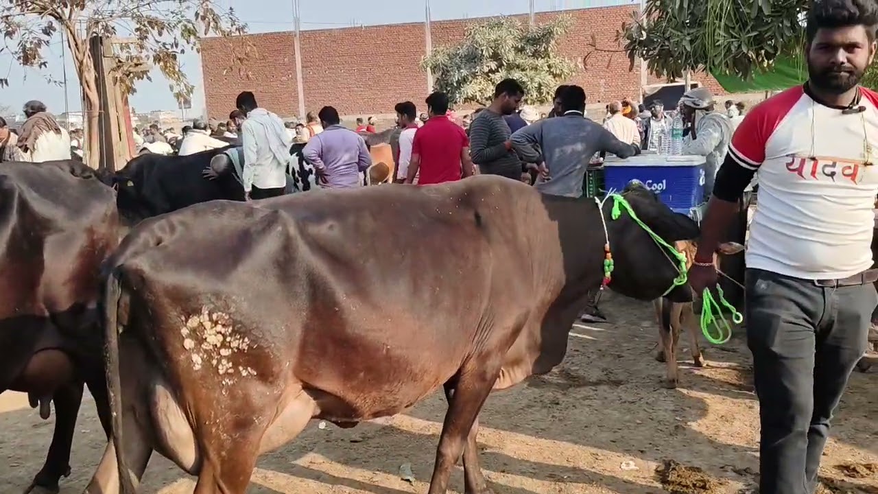 7/3/2026 छपिया पशु मंडी गोरखपुर का लुक | छपिया पशु मंडी मंगलवार का बाजार है 