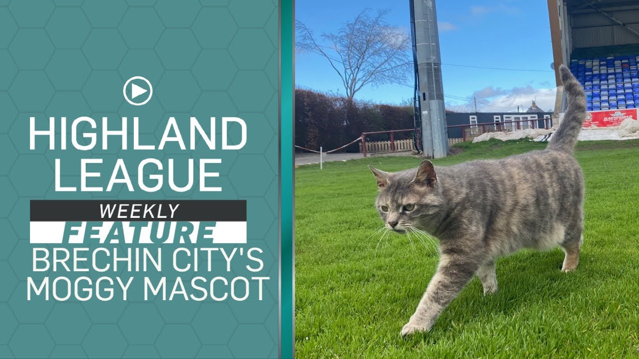 Dolly the cat: Meet Brechin City's moggy mascot who has been a regular at their games for 10 years