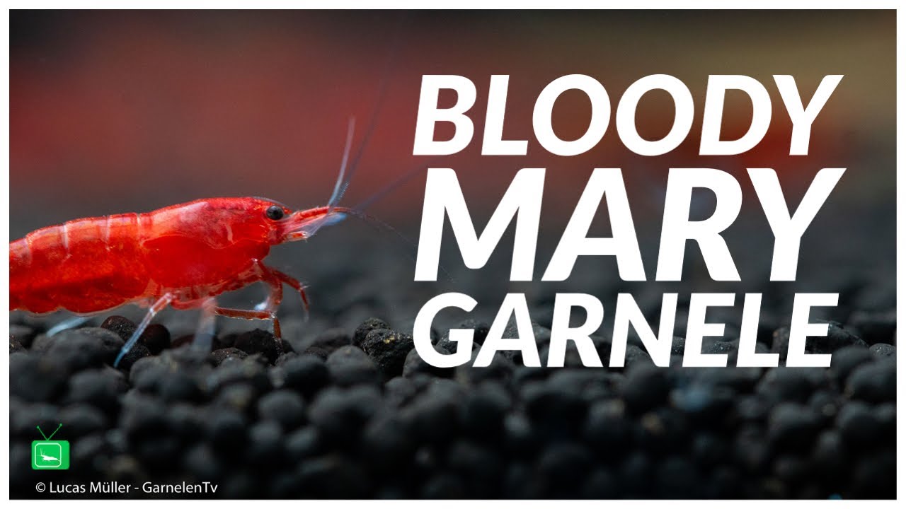Bloody Mary Garnele - Neocaridina davidi | Beliebte Zwerggarnele | GarnelenTv