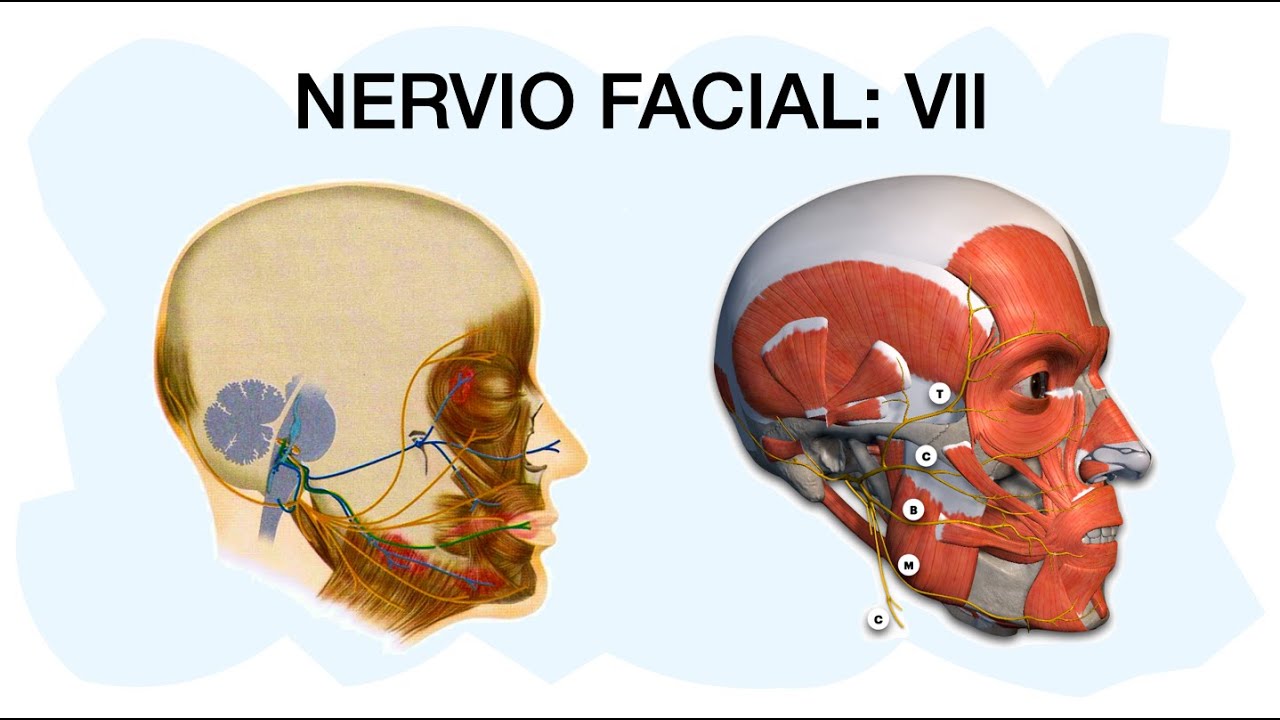 NERVIO FACIAL Vll 🧠✅ Séptimo par craneal 👌🏼
