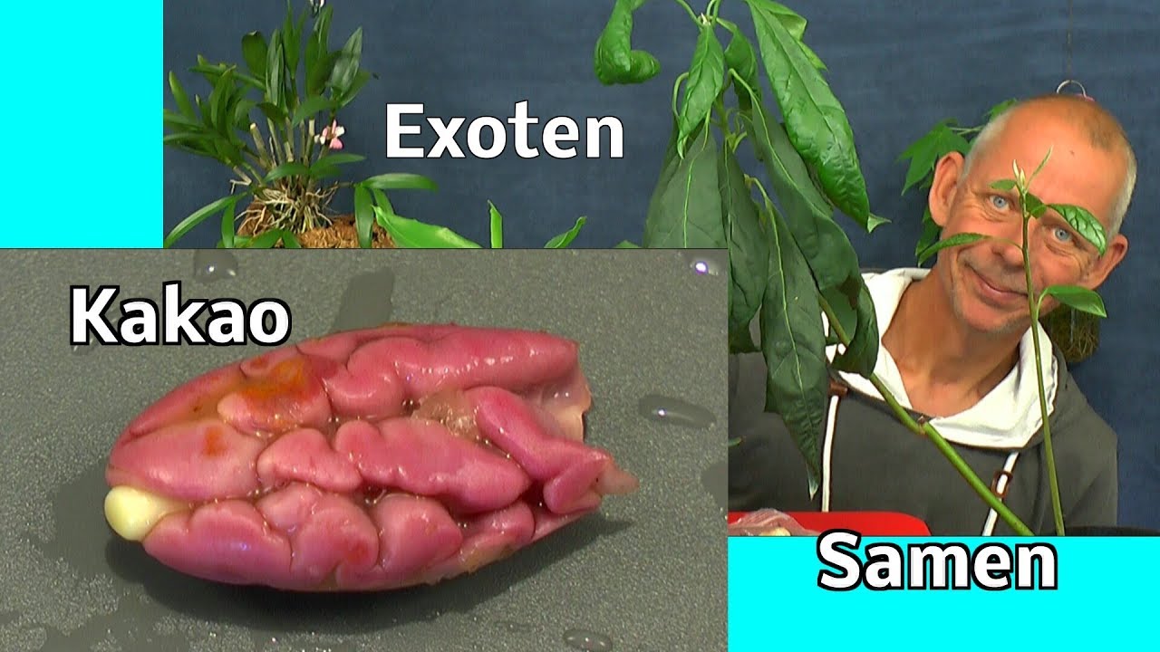 Kakao Samen einpflanzen Exoten im Haus