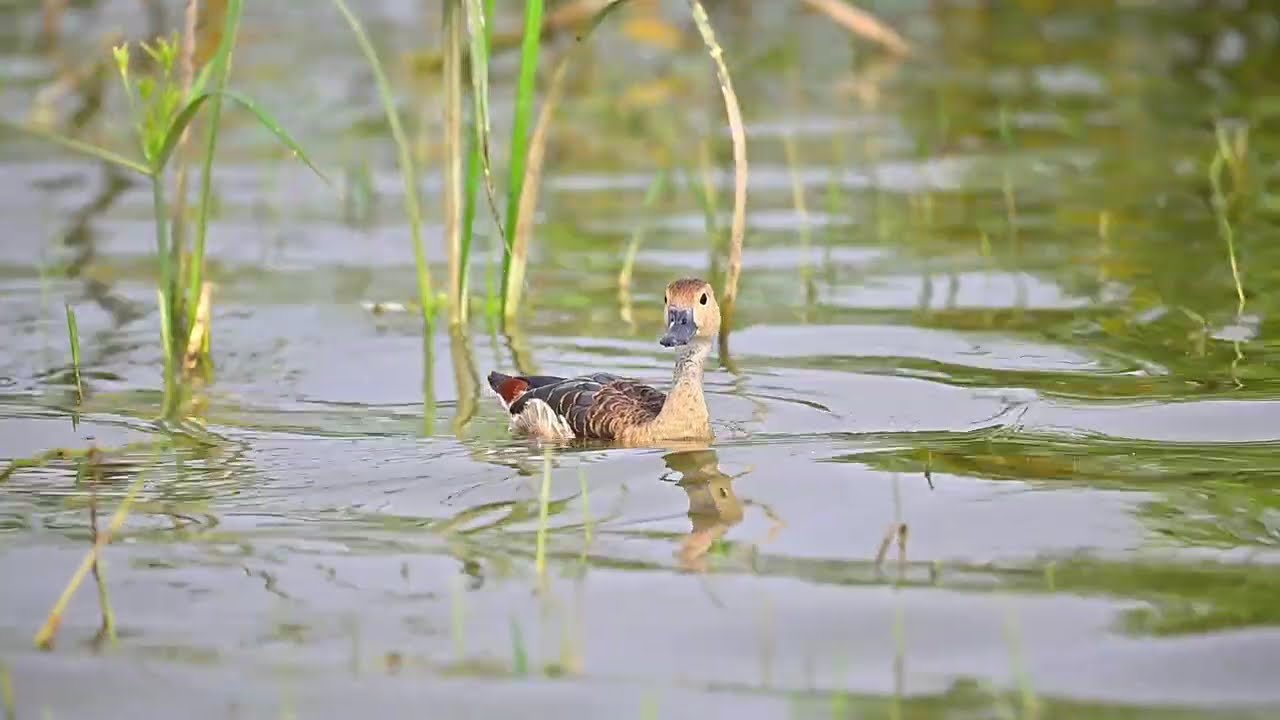 The water birds in slow motion
