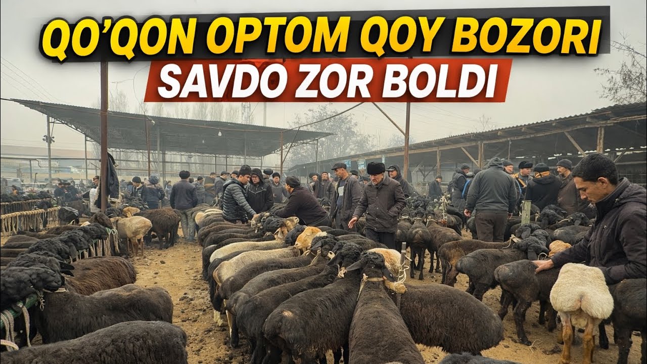 QOQON OPTOM QOY BOZORI BUGUNGI NARXLAR💥