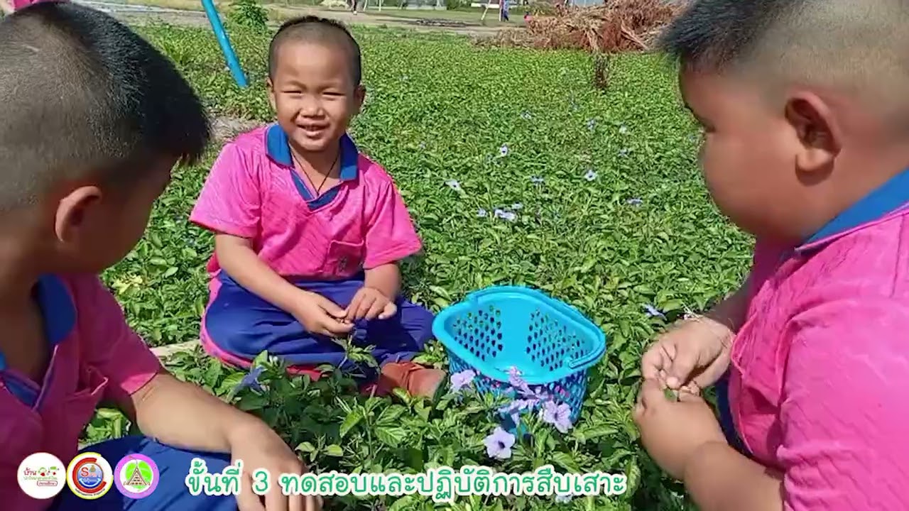 ดอกไม้หลากสี