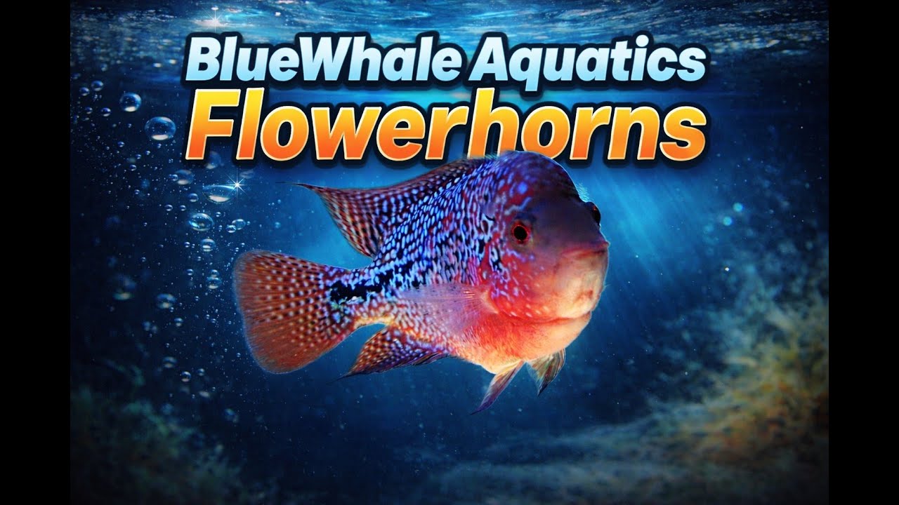 Ep 1   Bluewhale Flowerhorns
