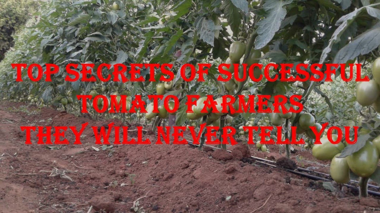 Top Secrets Of Successful Tomato Farmers They Will Never Tell You