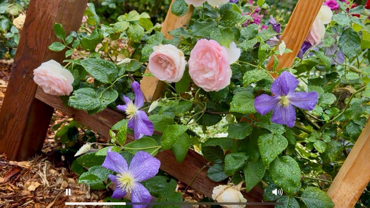 My New Eden Rose and Clematis Arbor