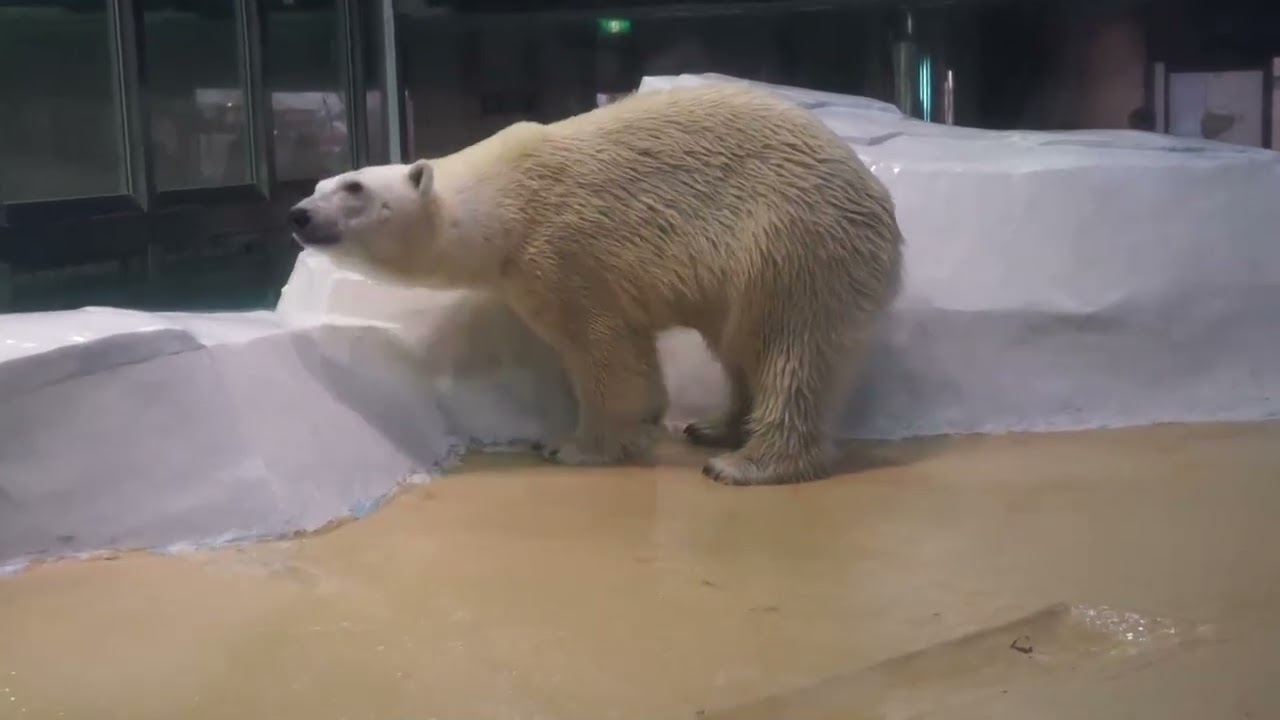 アドベンチャーワールド 海獣館 (2015.5.21)