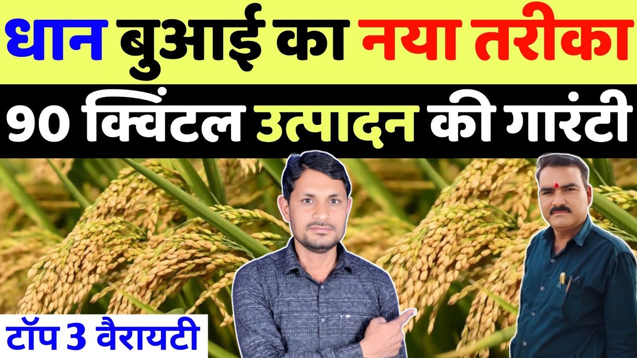 धान की सीधी बुवाई कैसे करें | dhan ki sidhi bijai me khad kab dale | dhan ki sidhi buai kaise kare