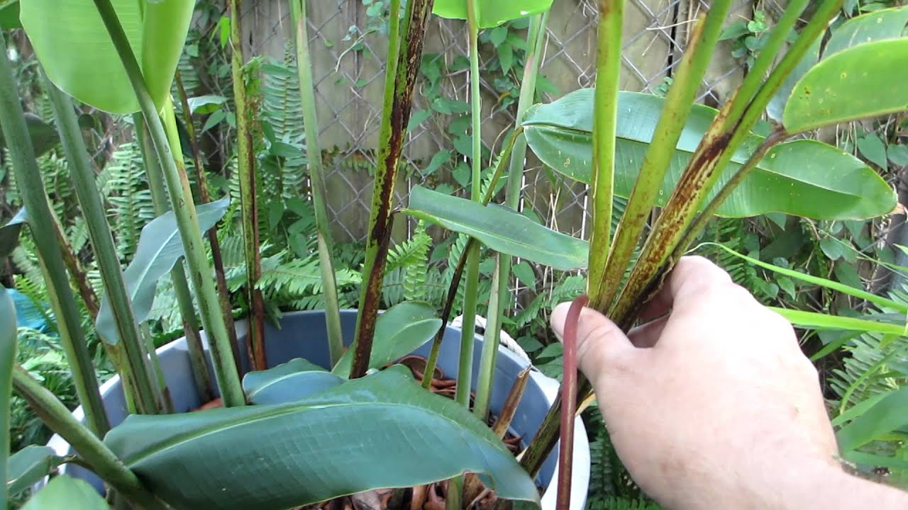 How to grow the Lobster claw