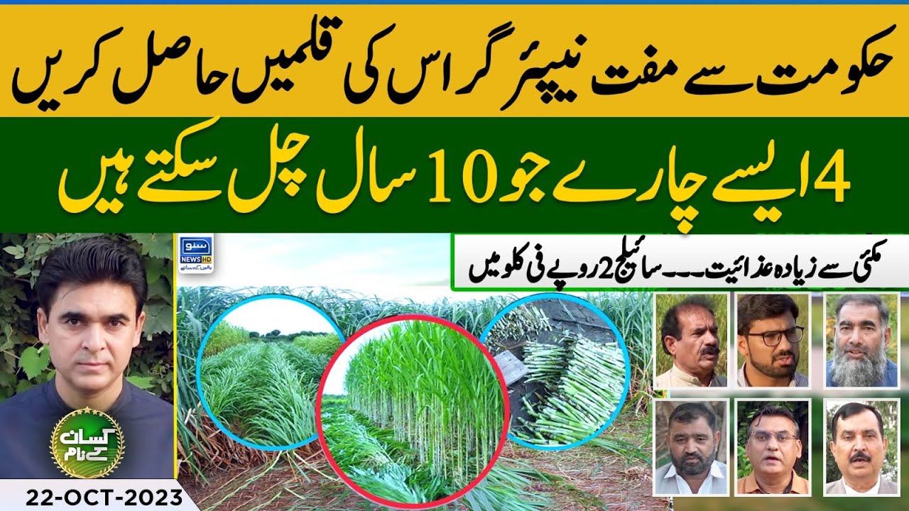 Perennial fodder varieties in Pakistan | Get Napier Grass seed free | Kissan Ke Naam | EP 41