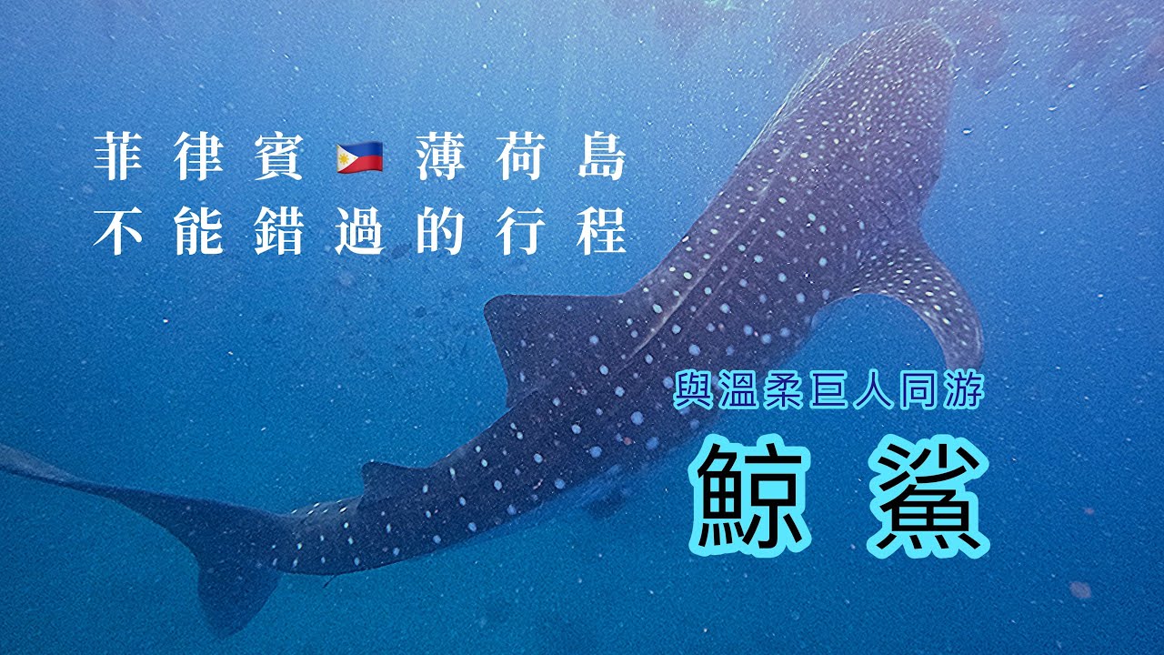 海裡的溫柔巨人-鯨鯊｜酷落潛水Kuroshio Diving|