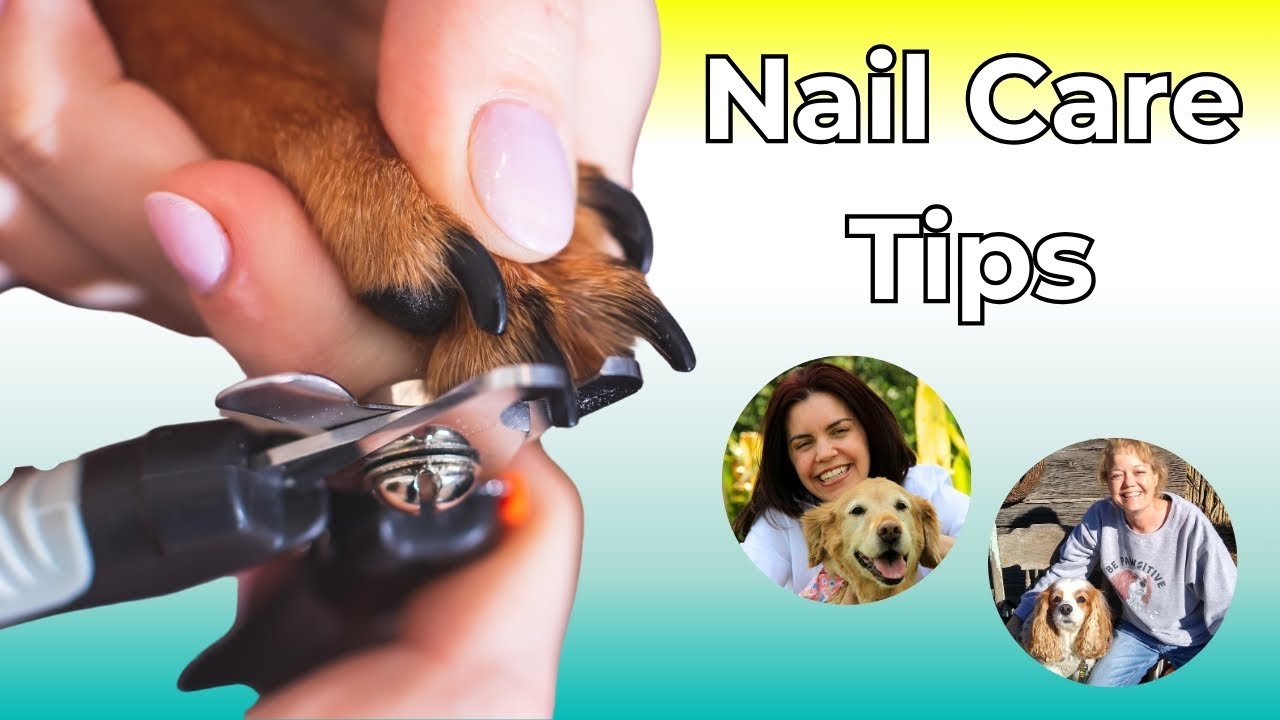 Dog Nail Care: Clipping vs Grinding & How to Trim Black Nails | Expert Tips with Dr. Julie Buzby