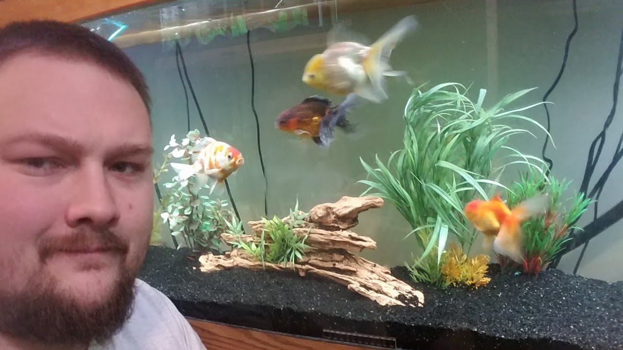How to determine goldfish gender