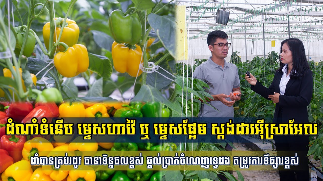 ម្ទេសផ្អែម - ម្ទេស ហាវៃ​​ - កសិដ្ឋានបន្លែទំនើបបែបស្ដង់ដាអុីស្រាអ៊ែលនៅប្រទេសកម្ពុជា