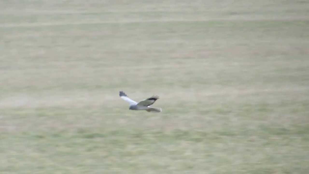 Kornweihe bei Gro&szlig;zschepa 1 jagend entlang der Lossawiesen #vogelbeobachtung