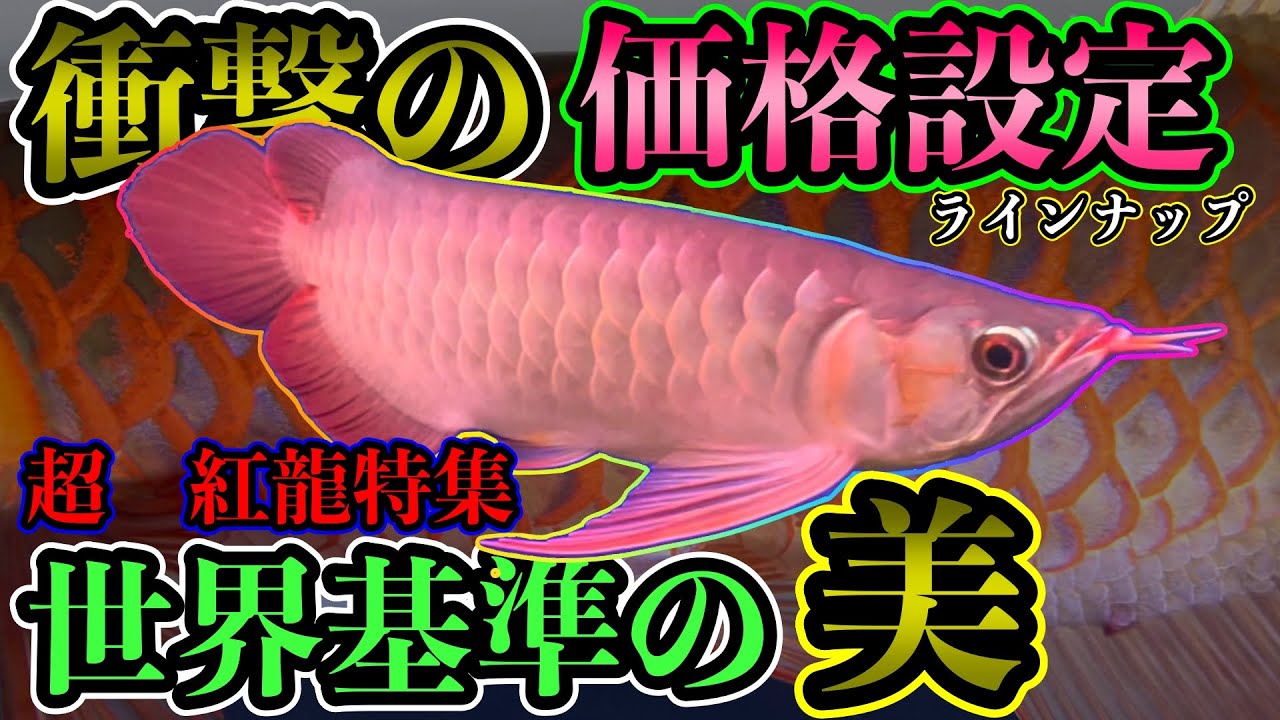 常識を覆す😳アロワナ屋『低価格&高クオリティー』最高レヴェルの紅龍特集『ファントムレッド』『スーパーメタリカ』『ショート紅龍』『アグスレッド』アクアショップ訪問　アロカフェ
