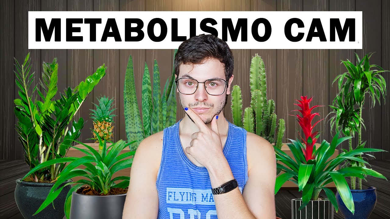 8 Plantas que absorben CO2 por la noche (para interior)