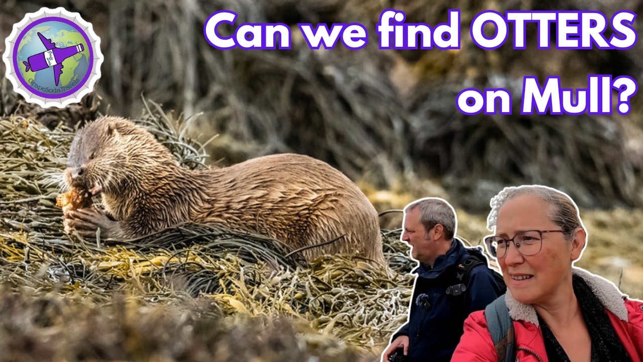 Can we find OTTERS on the Isle of Mull? Wonderful Scotland wildlife - Inner Hebrides Scotland Ep 7