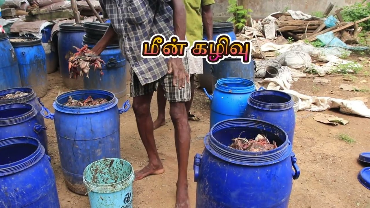 மீன் அமிலம் தயாரிப்பு முறை முழு காணொளி |Fish Aside manufacture  |U2 விவசாயம்