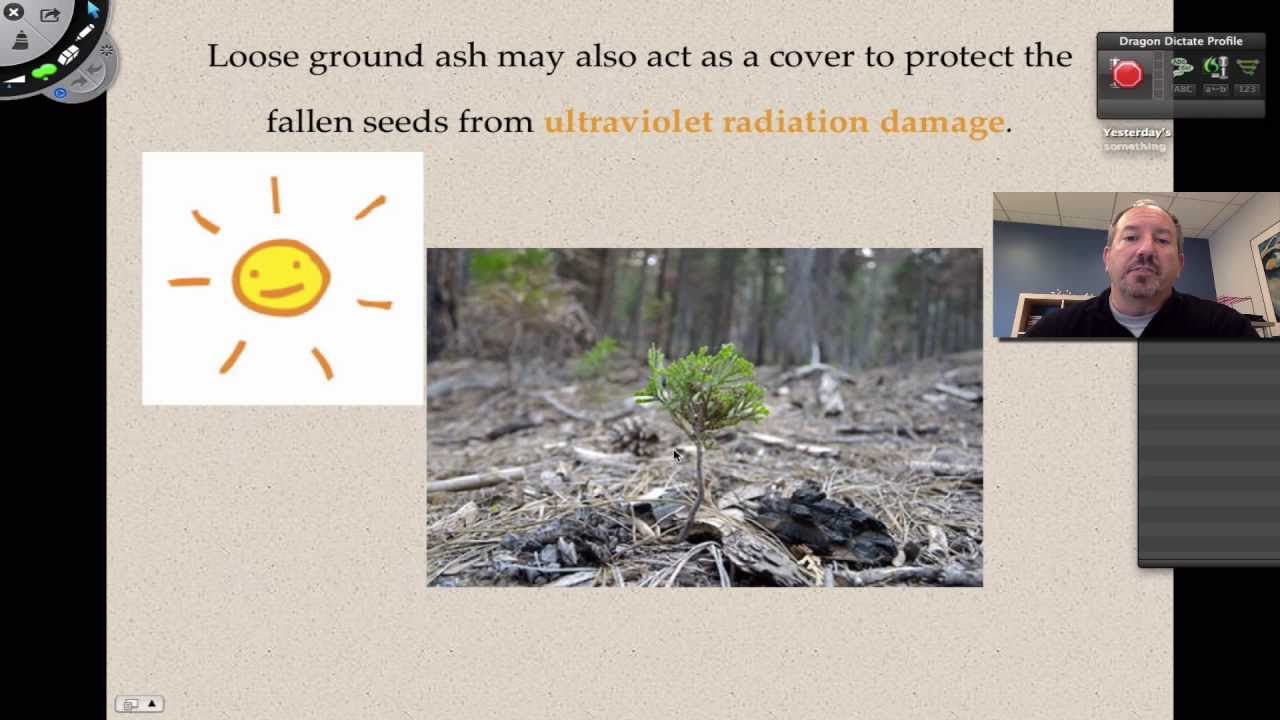 Giant Sequoias