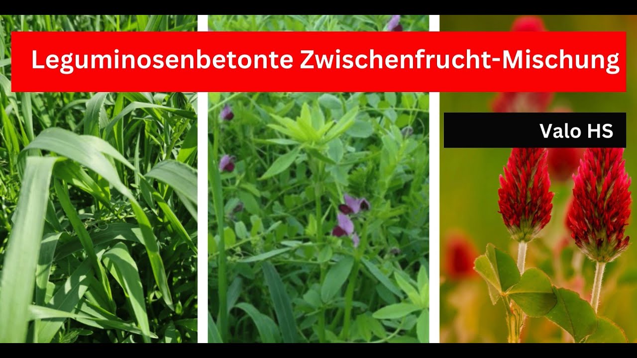 Leguminosenbetonte Zwischenfrucht - Valo HS