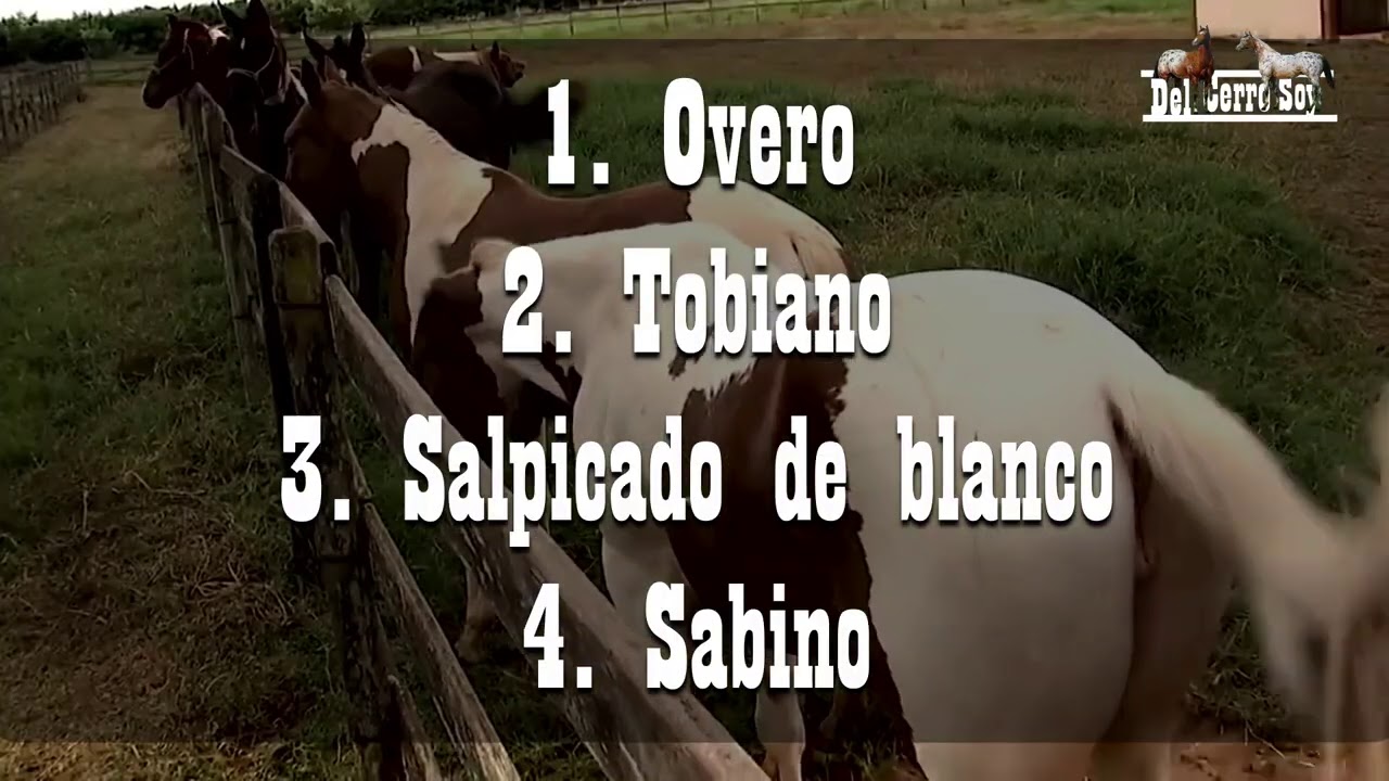 Caballos Paint Horse (Pinto Americano)🐴-De Caballos