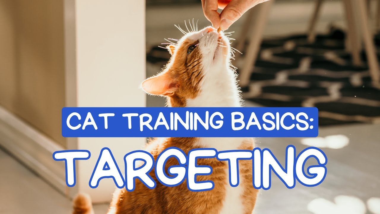 Cat Training Basics: Teach Your Cat to Touch a Target with Their Nose