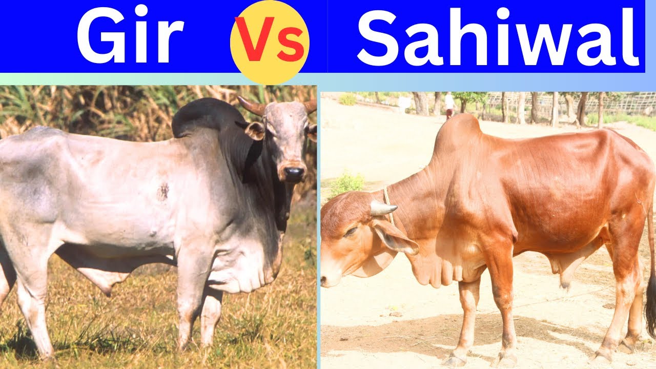 देसी गायों में कौन है बेहतर | Gir Vs Sahiwal @drcharandeep