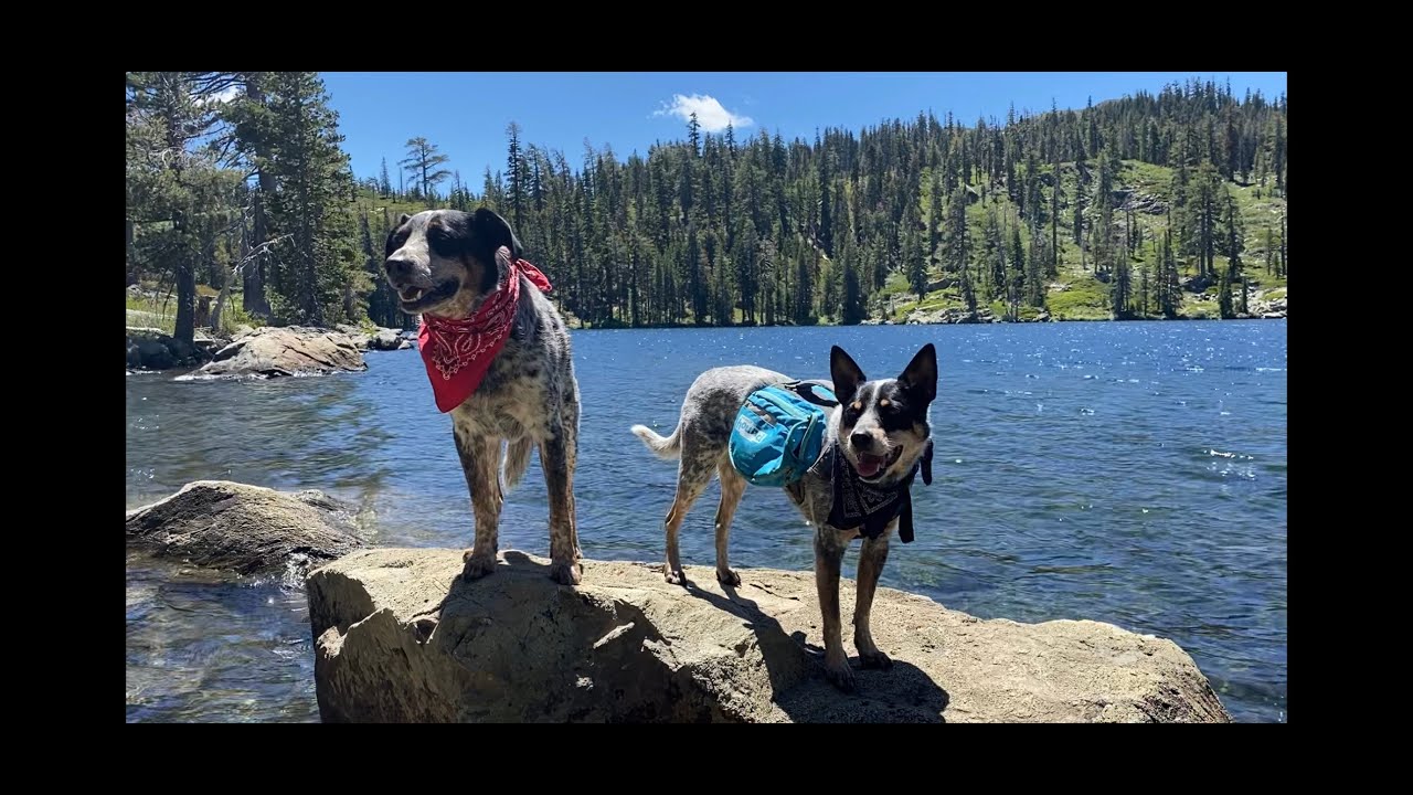 Lost in the Sierra. Dog adventure. Movie Trailer