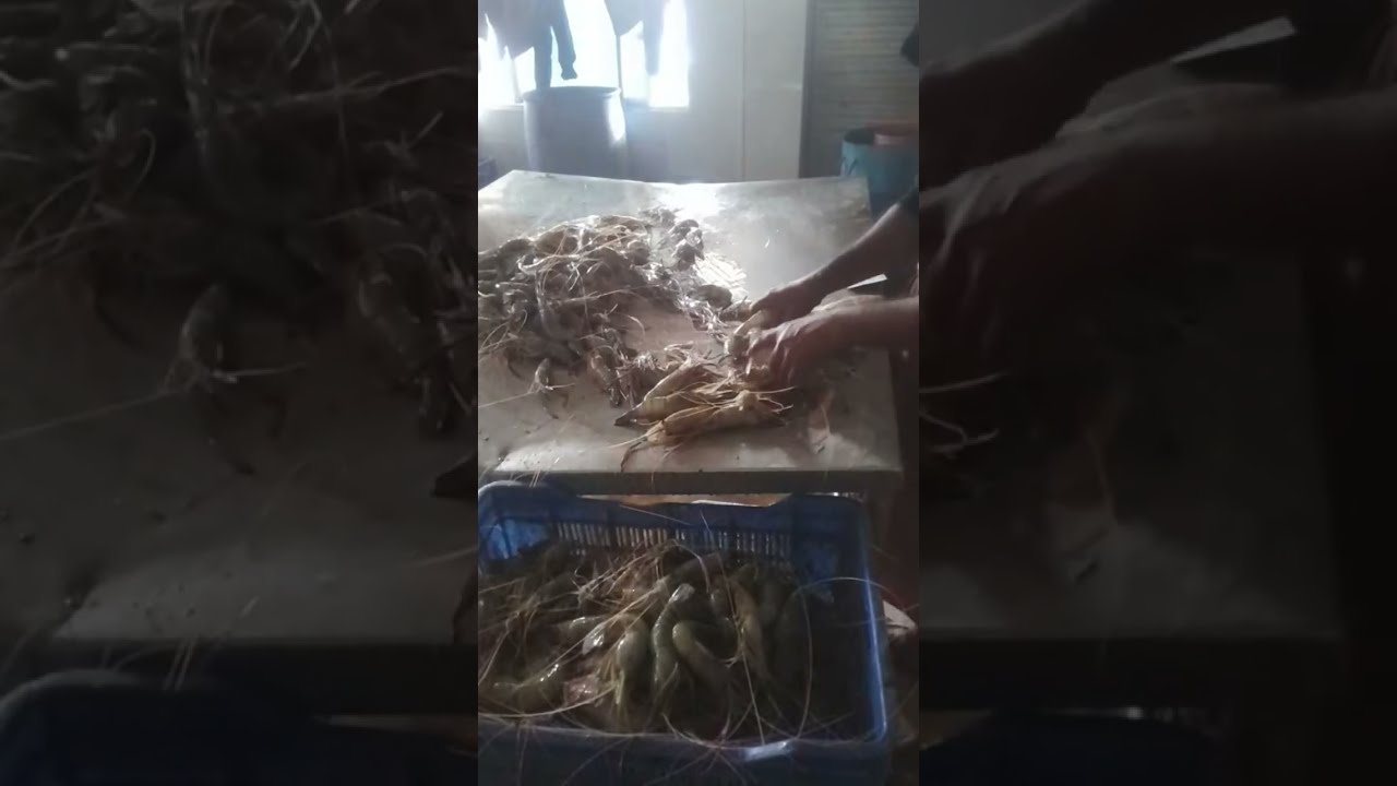 Daily Live Fish (Local & Foreign)  প্রতিদিন বাগদা গলদা হরিনা রুই কাতলা পাইশে পাতাড়ি টেংরা মাছের লাইভ