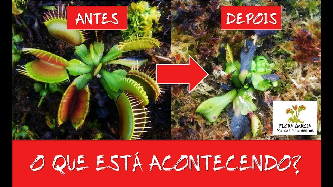 DORMÊNCIA EM PLANTAS CARNÍVORAS! O QUE FAZER? COMO IDENTIFICAR (Dionaea, Pinguicula, Sarracenia)