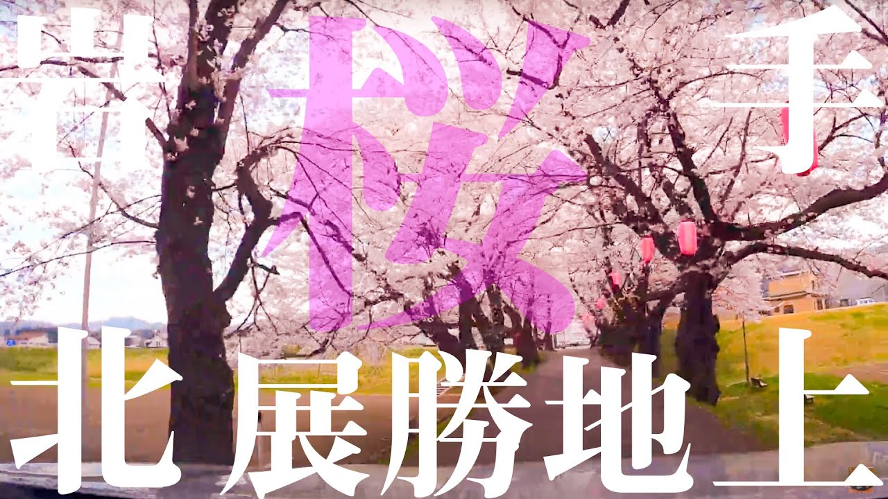 【車載動画】北上市 展勝地の桜 4K 2021