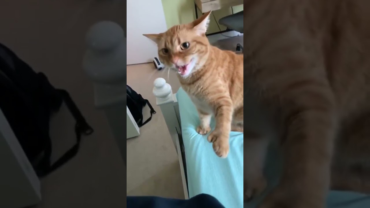 Hissing back to my cat