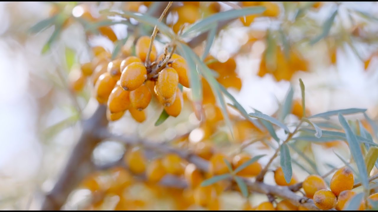 Der Sanddorn-Garten Petzow - BIO-Sanddorn aus eigenem Anbau