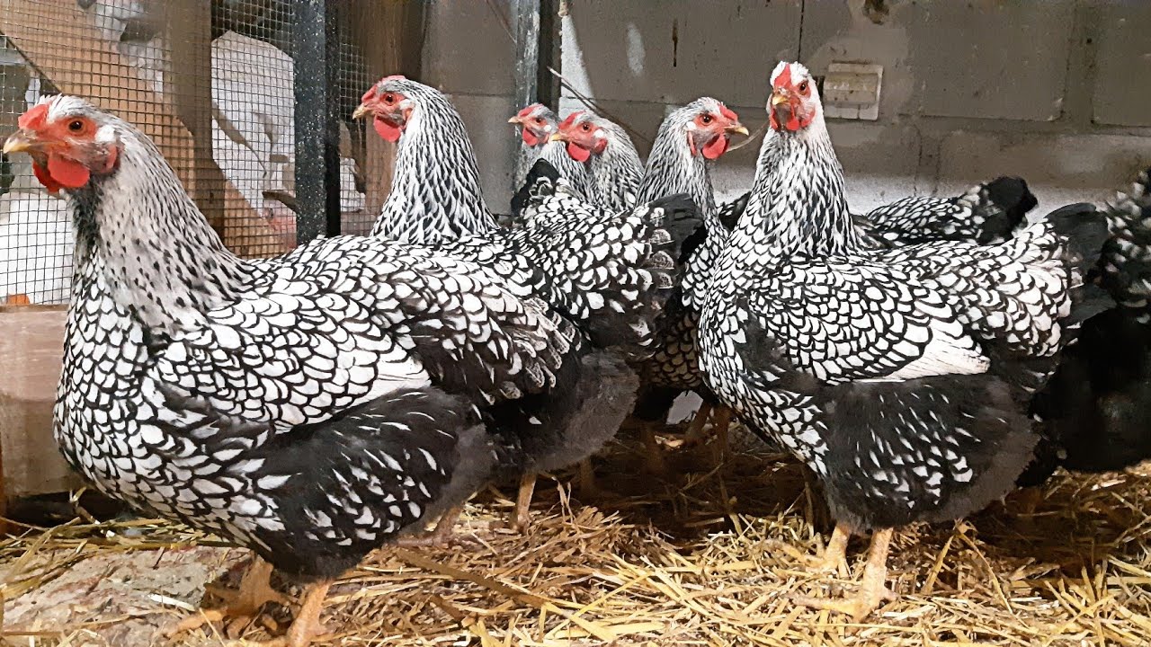 Silver Laced Wyandottes Extra Large