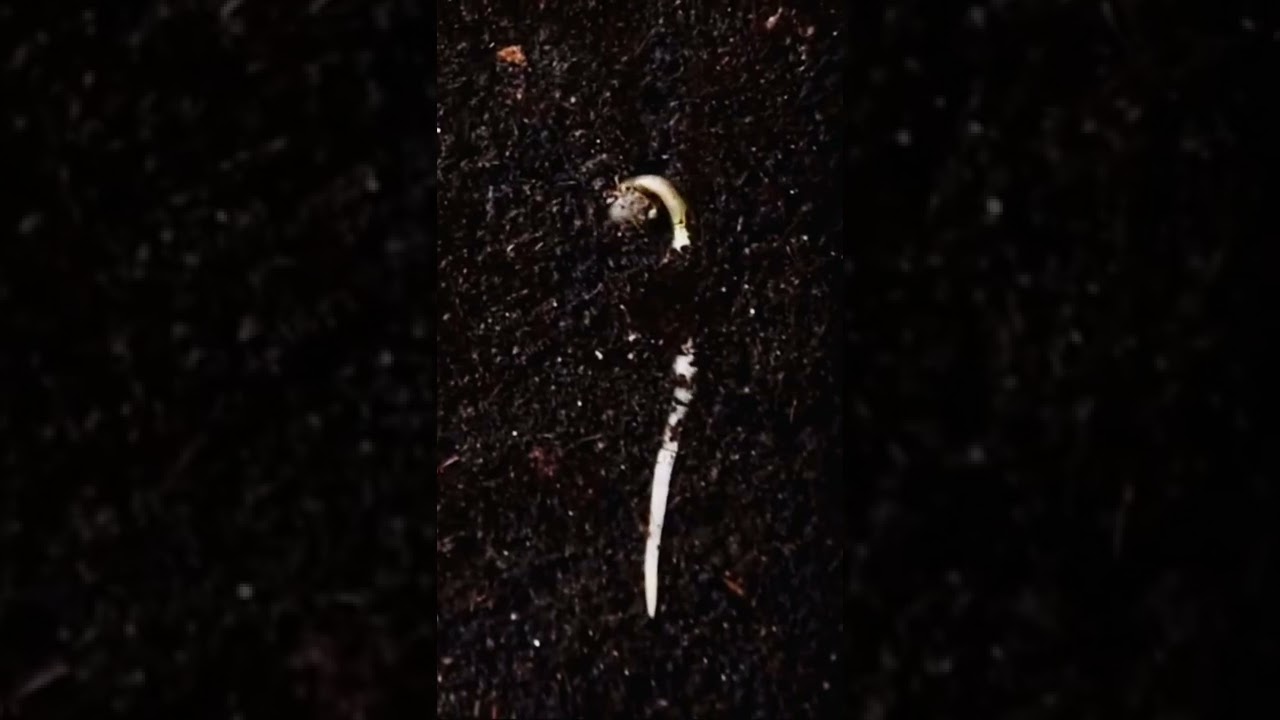 Seed time lapse 🌱