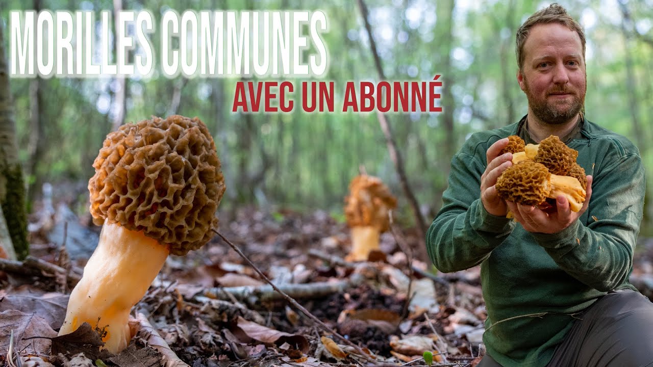 On continue le week-end morilles avec No One. Encore quelques belles esculentas !