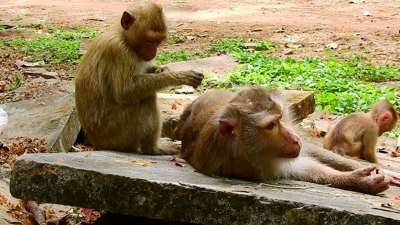 Monkeys life