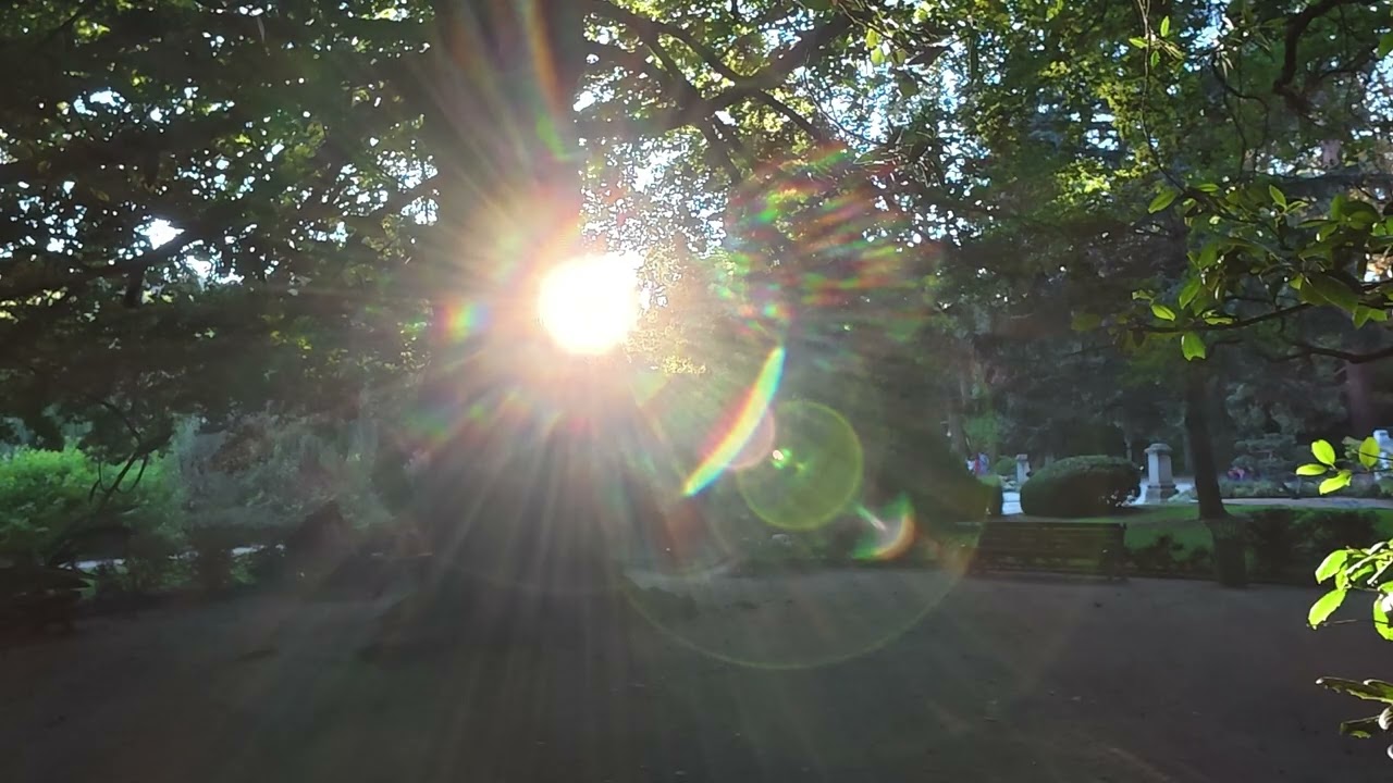 Taking a moment to breathe with the trees in Henri Vinay Garden_在Henri Vinay Garden看著樹呼吸
